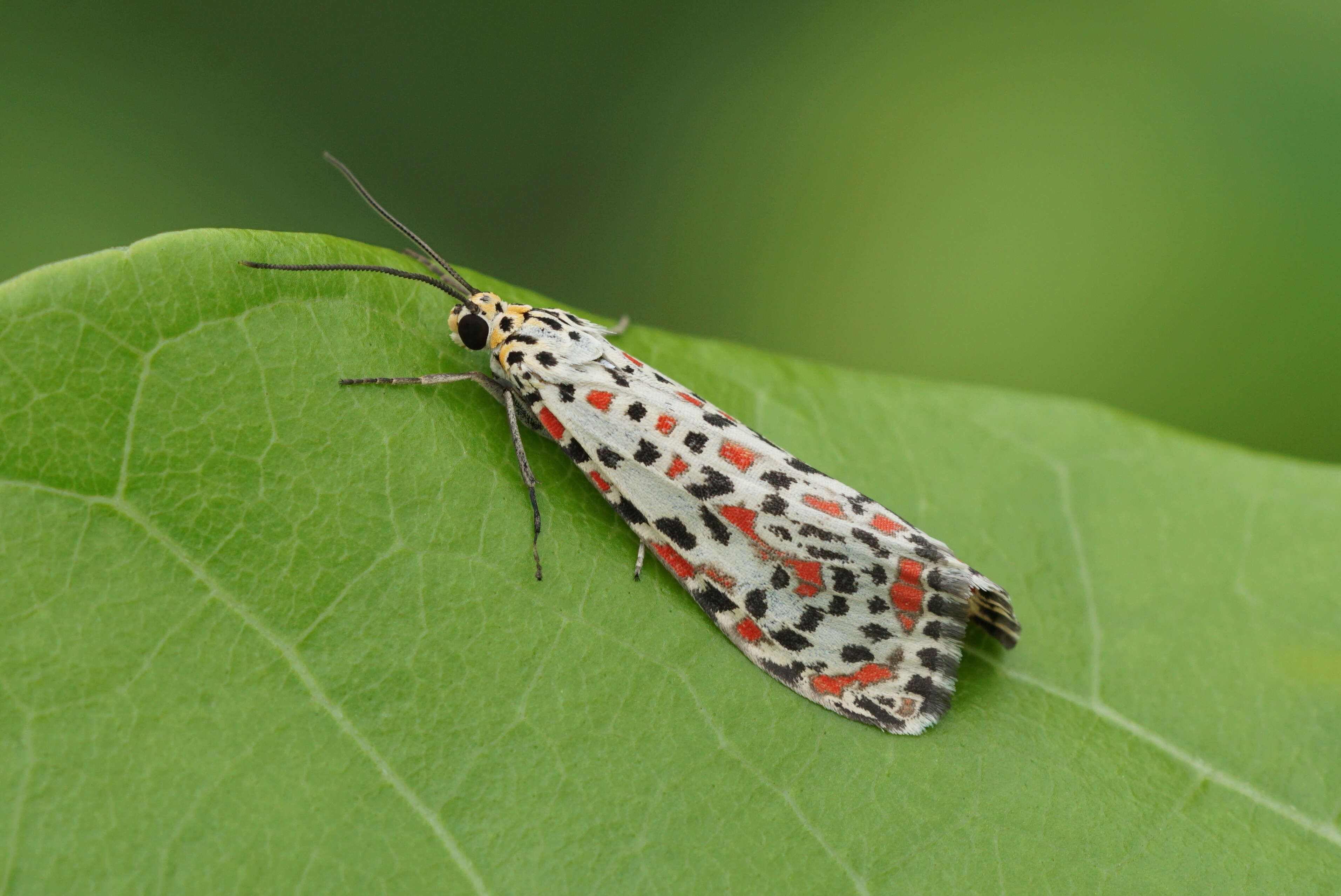 Image of crimson speckled