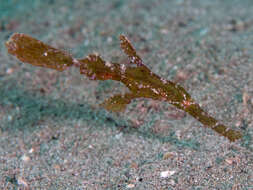 Image of Ghost pipefish