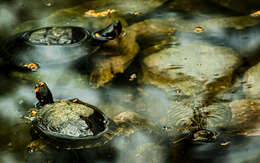 Image of slider turtle, red-eared terrapin, red-eared slider