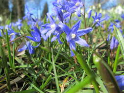 Image de Scilla luciliae (Boiss.) Speta