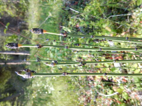 Image of Water Horsetail