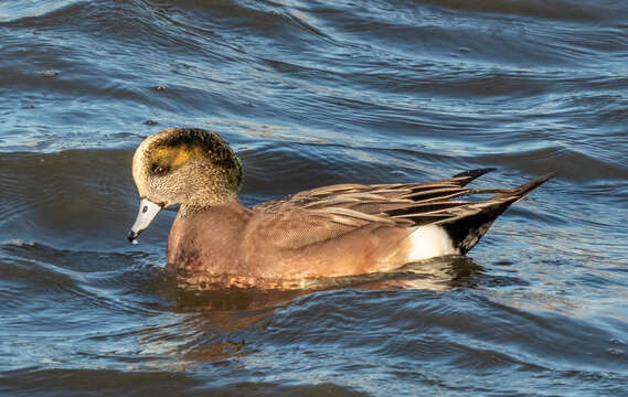 Image of American Wigeon