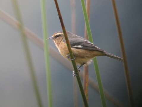 Image of Cinereous Conebill