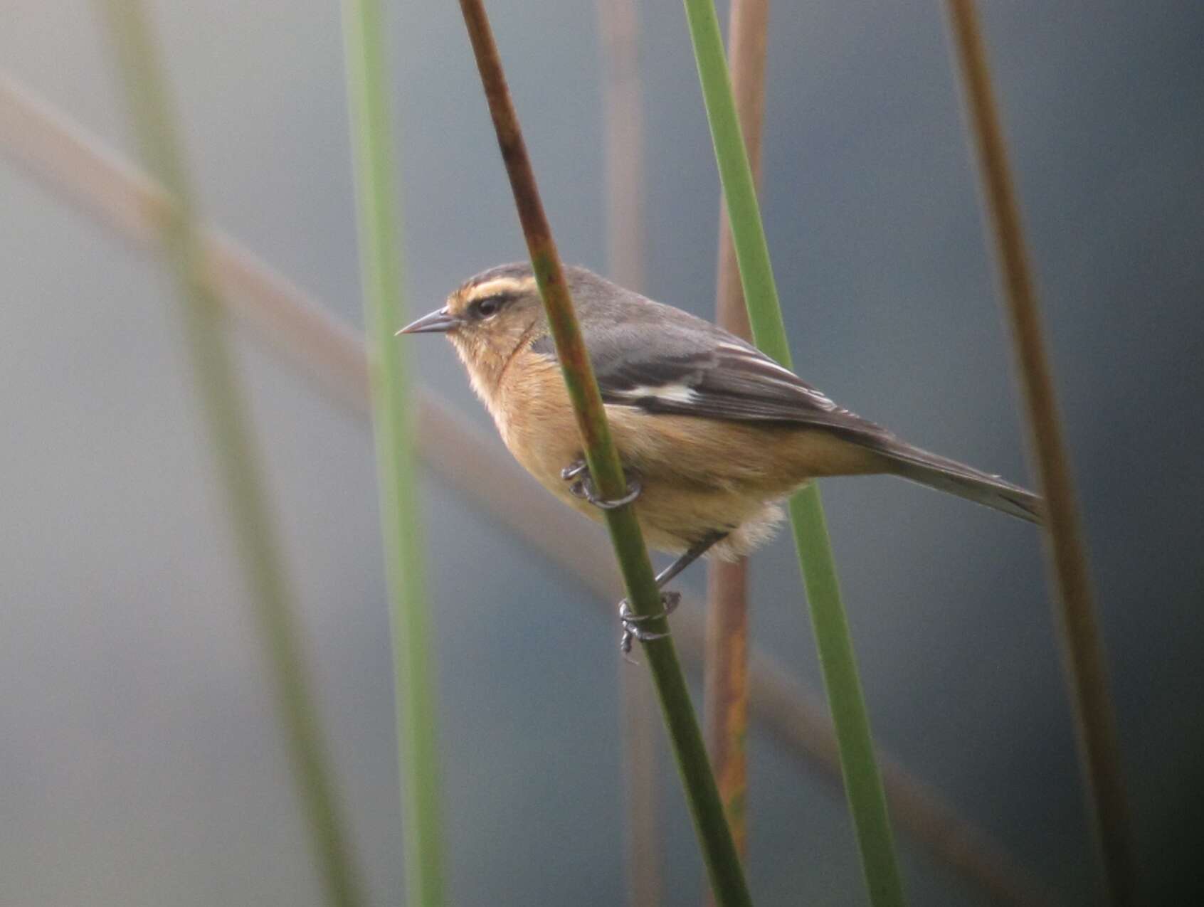 Image of Cinereous Conebill