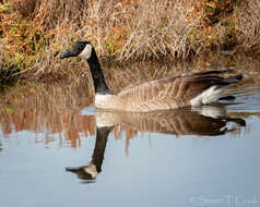 Image of Hawaiian goose