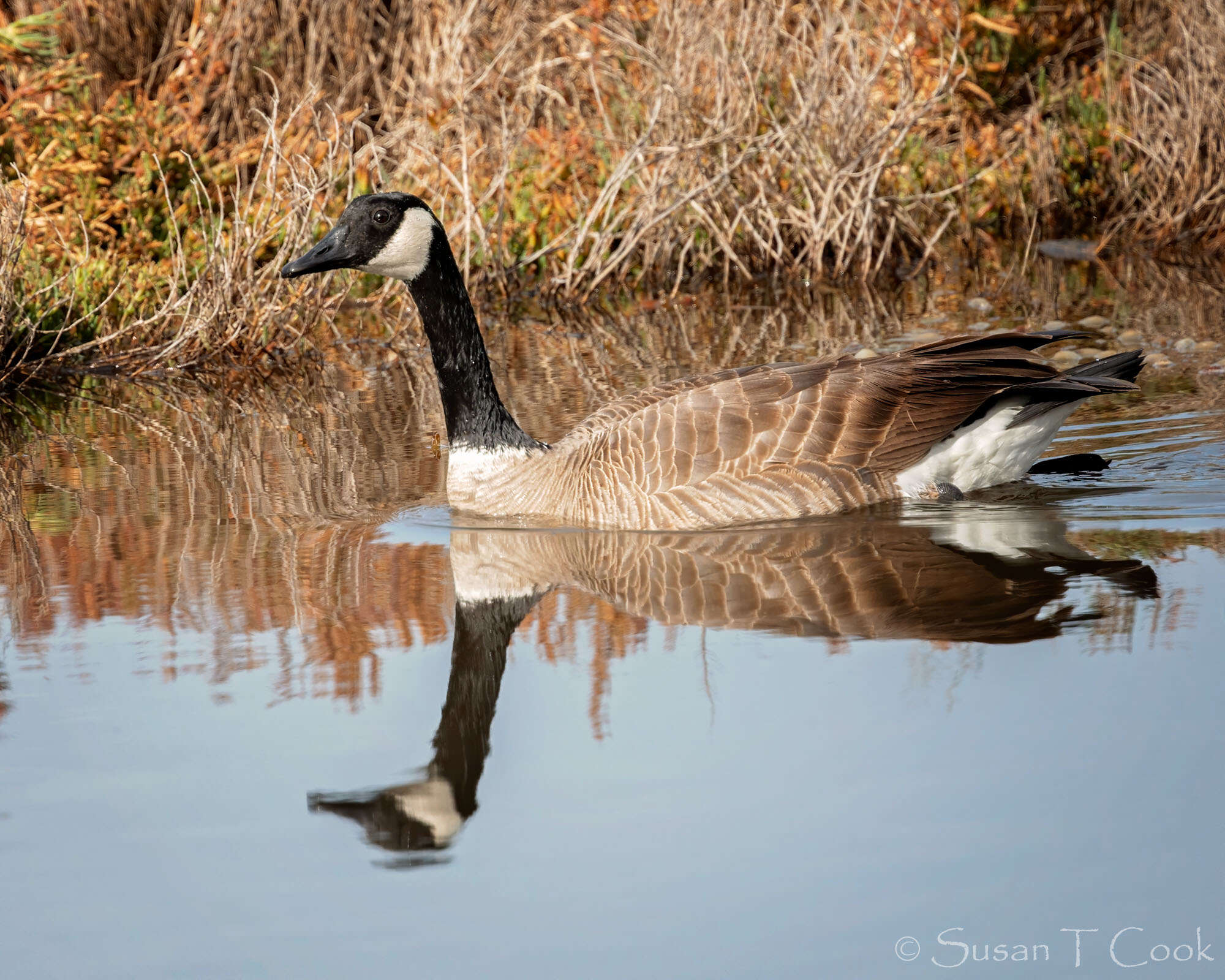 Image of Hawaiian goose