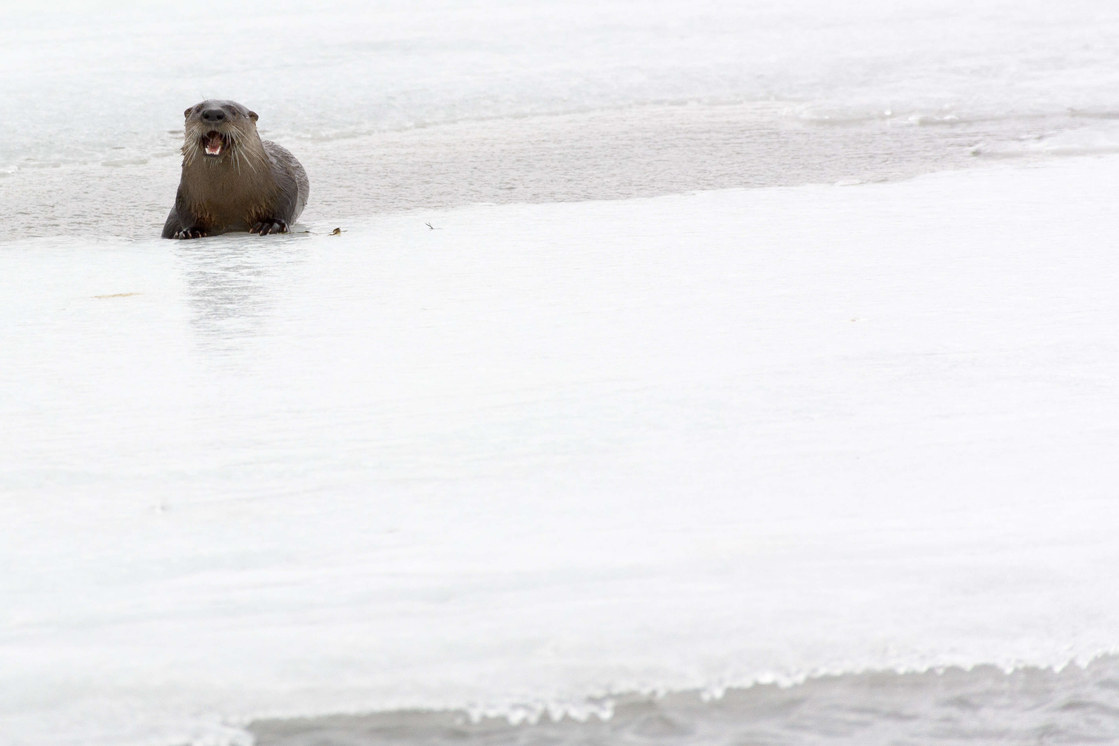 Image of Otter sp.