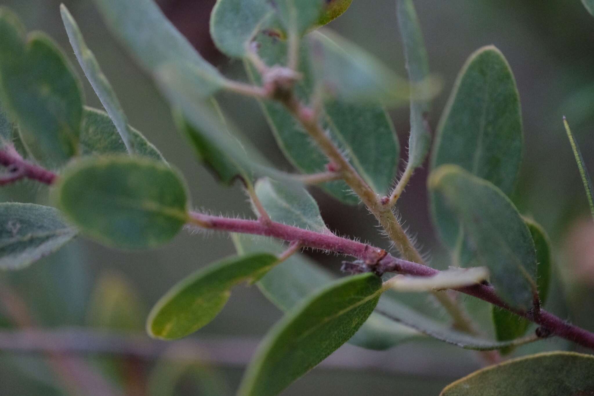 Image of Del Mar manzanita