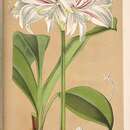 Image of Zephyranthes blumenavia