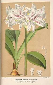 Image of Zephyranthes blumenavia