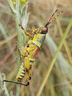 Image of Elegant Grasshopper