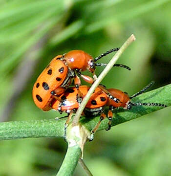 Image of Spotted asparagus beetle