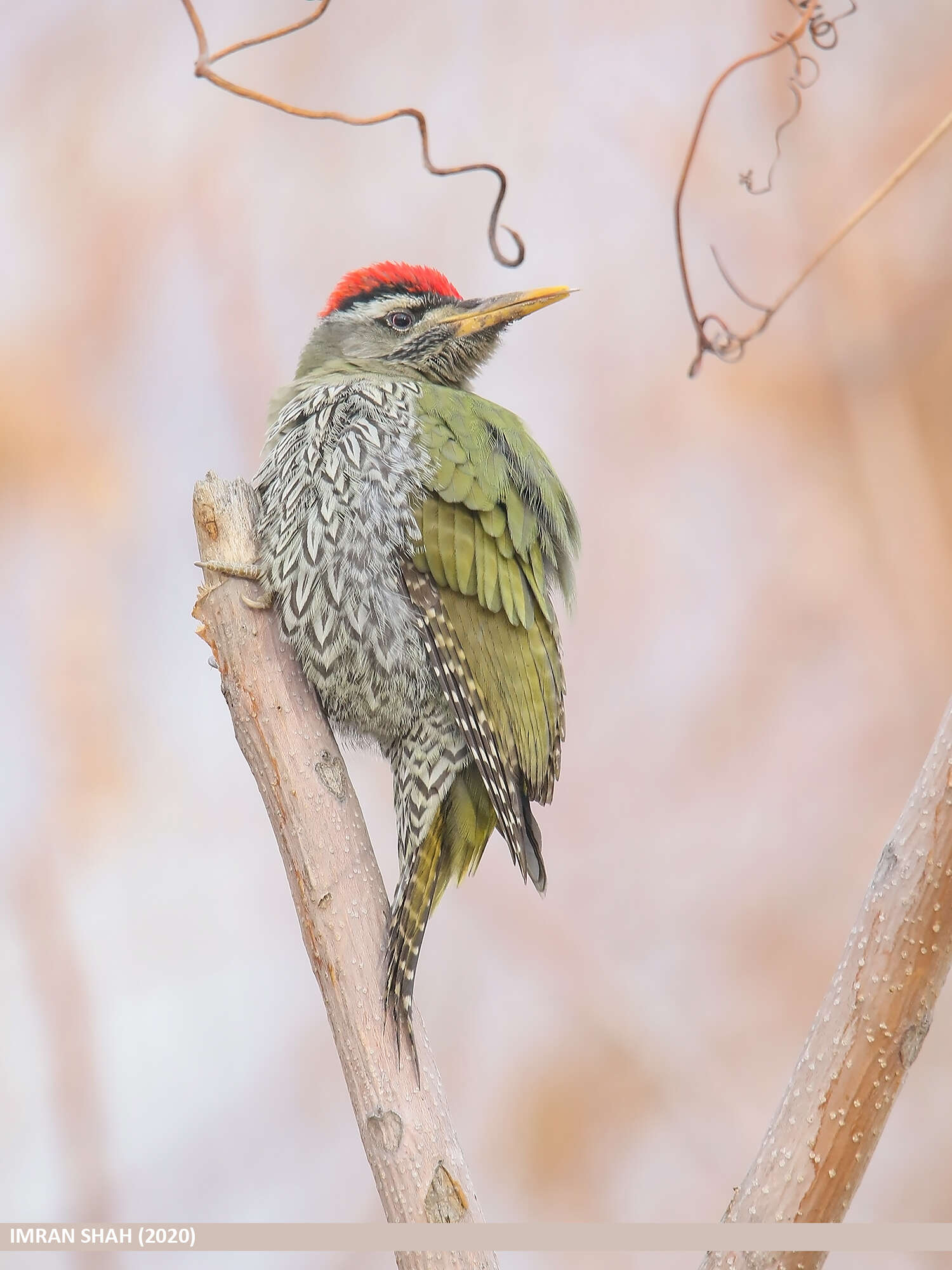 Image of Scaly-bellied Woodpecker