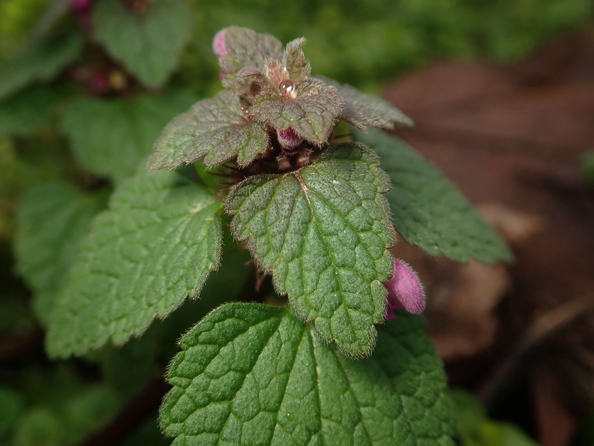 Image of purple archangel