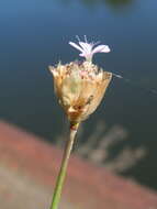 Image of Proliferous Pink