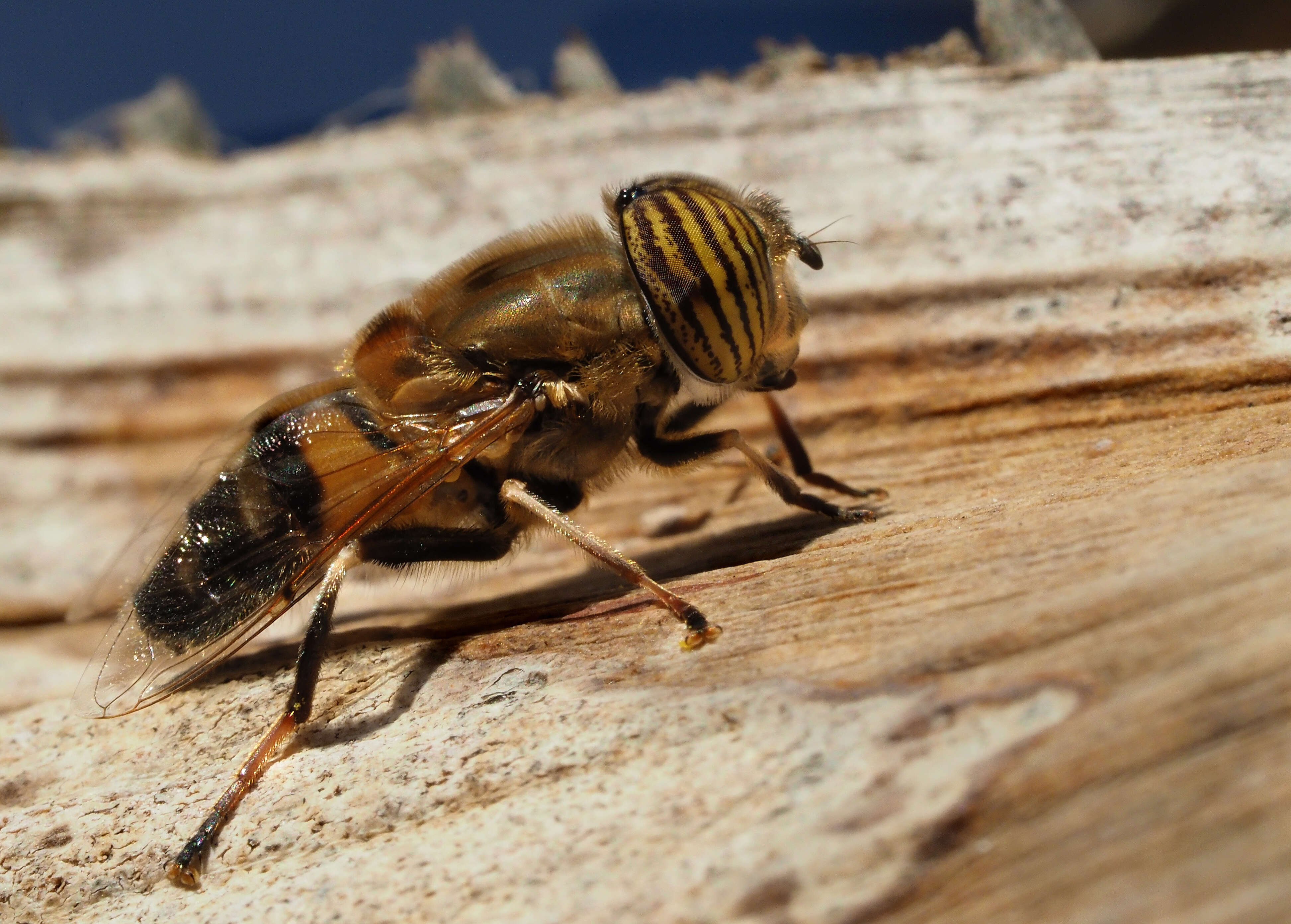 صورة Eristalinus tabanoides (Jaennicke 1867)