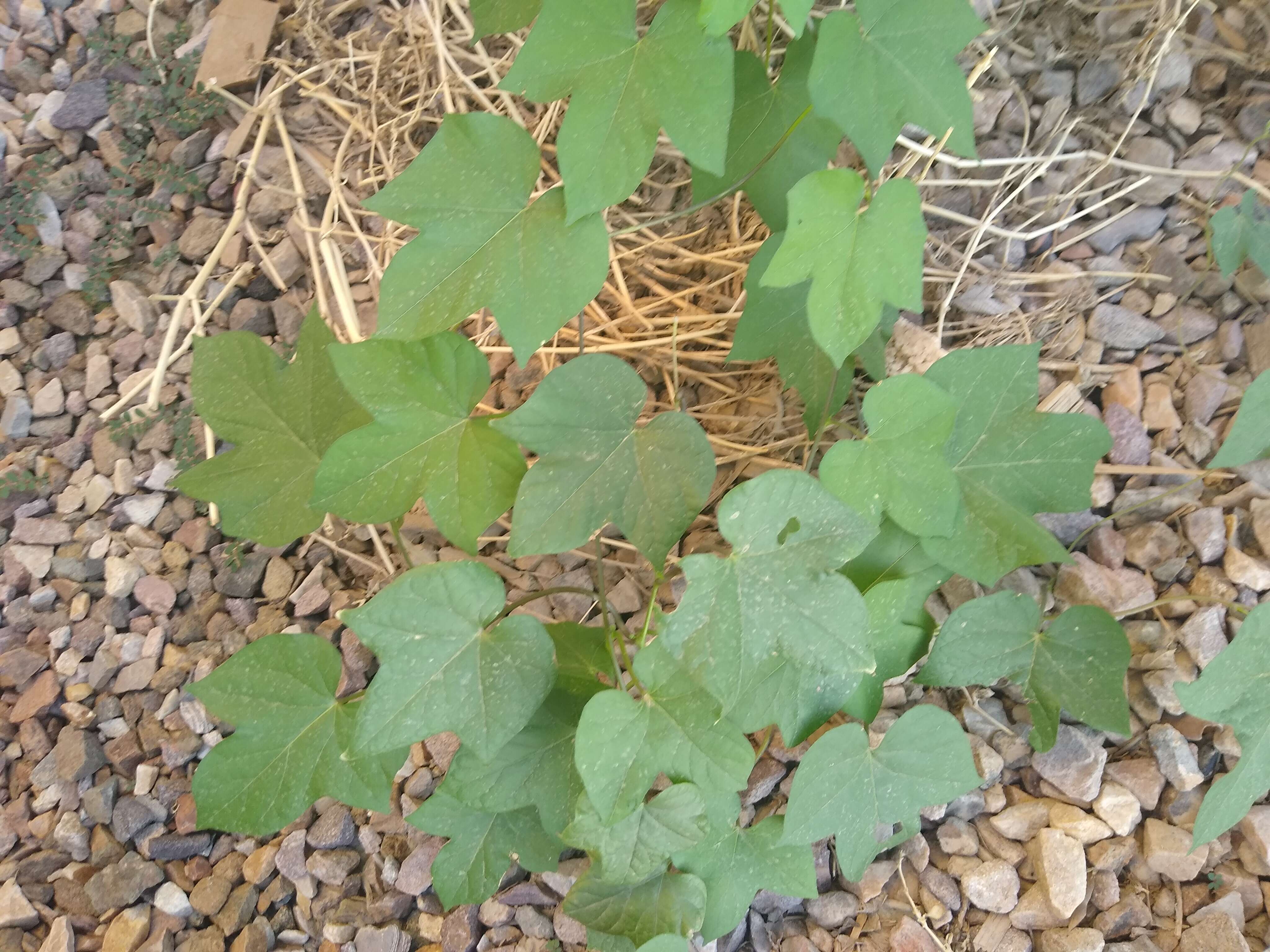 Image of Ivyleaf morning-glory