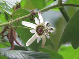 Image of Passiflora bogotensis Benth.