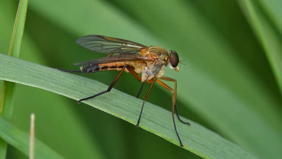 Image of Marsh Snipe fly