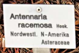 Imagem de Antennaria racemosa Hook.