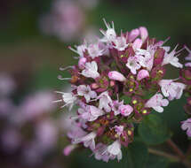 Image of oregano