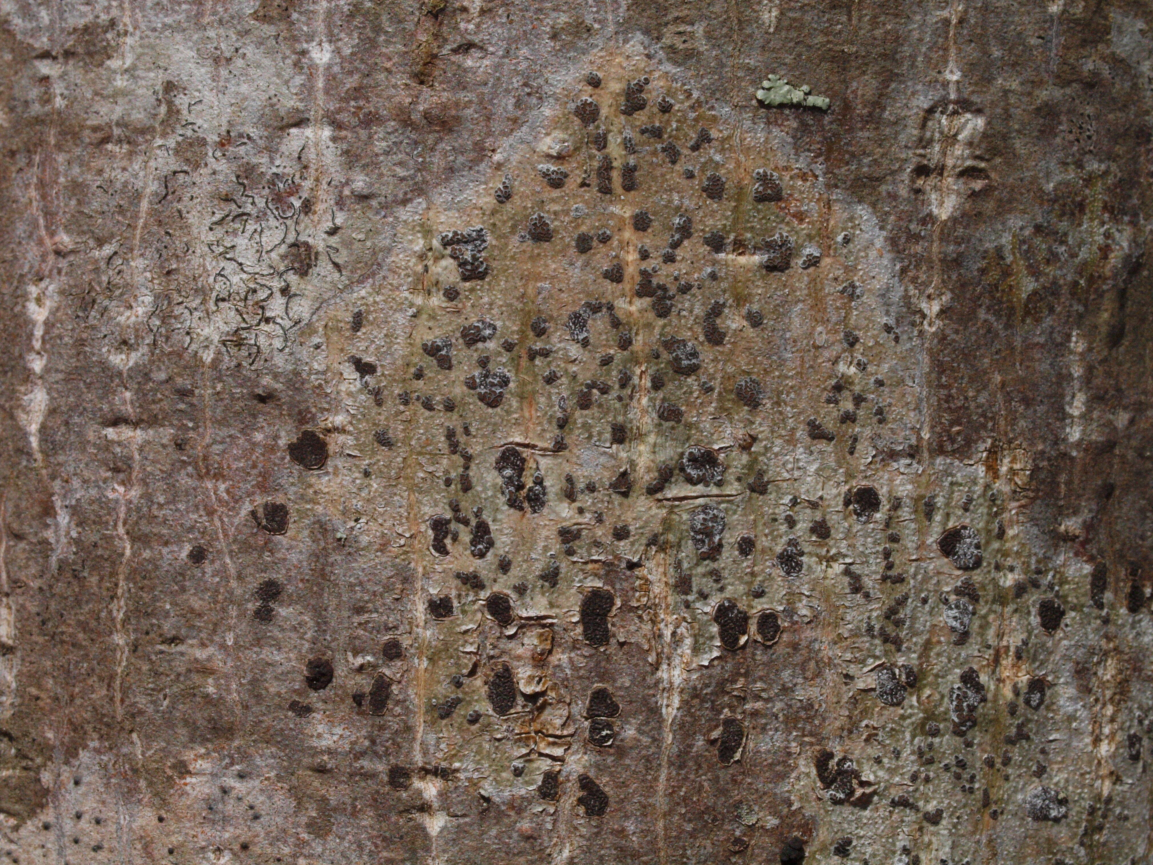 Image of glyphis lichen