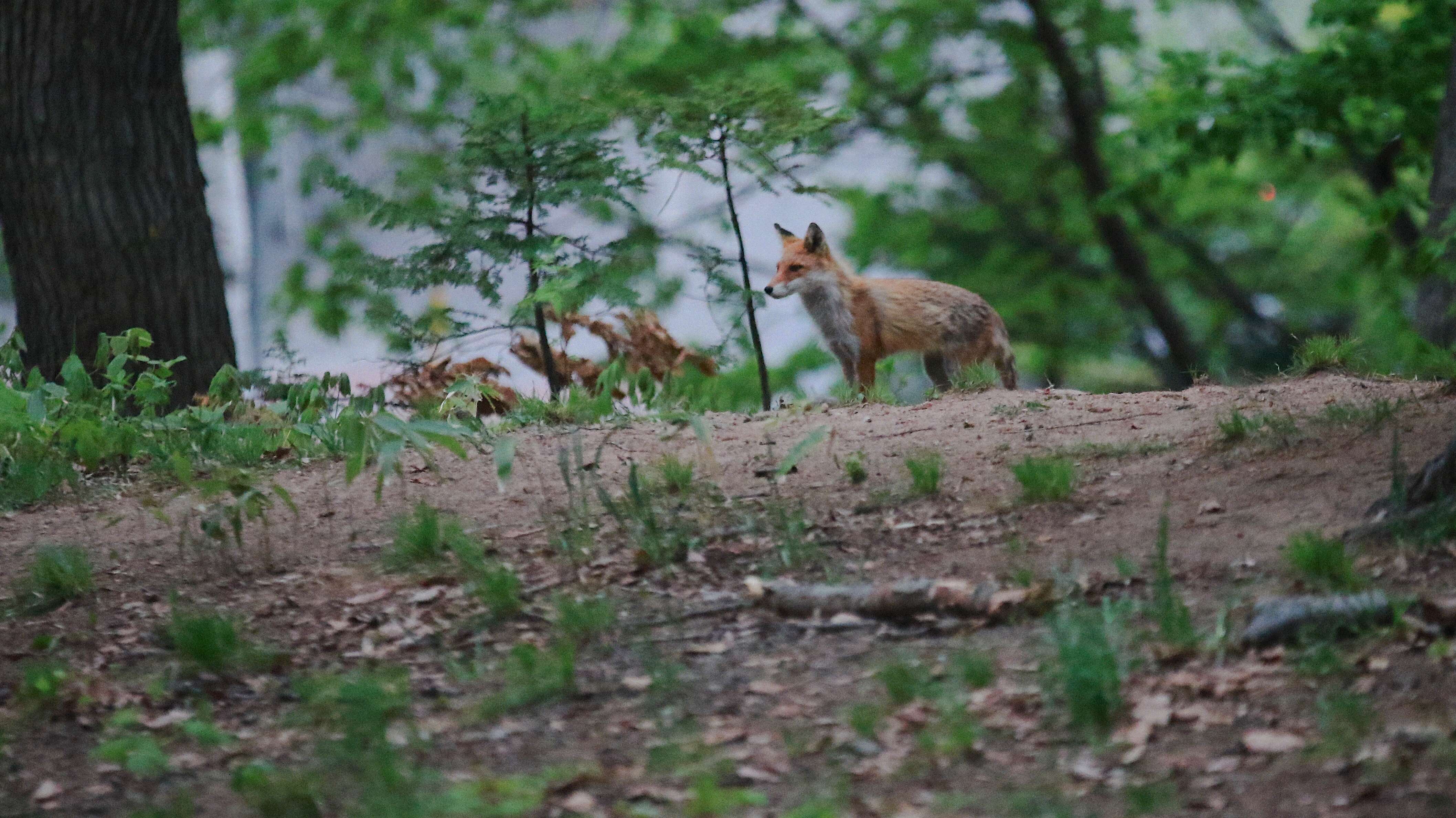 Vulpes vulpes schrencki Kishida 1924 resmi