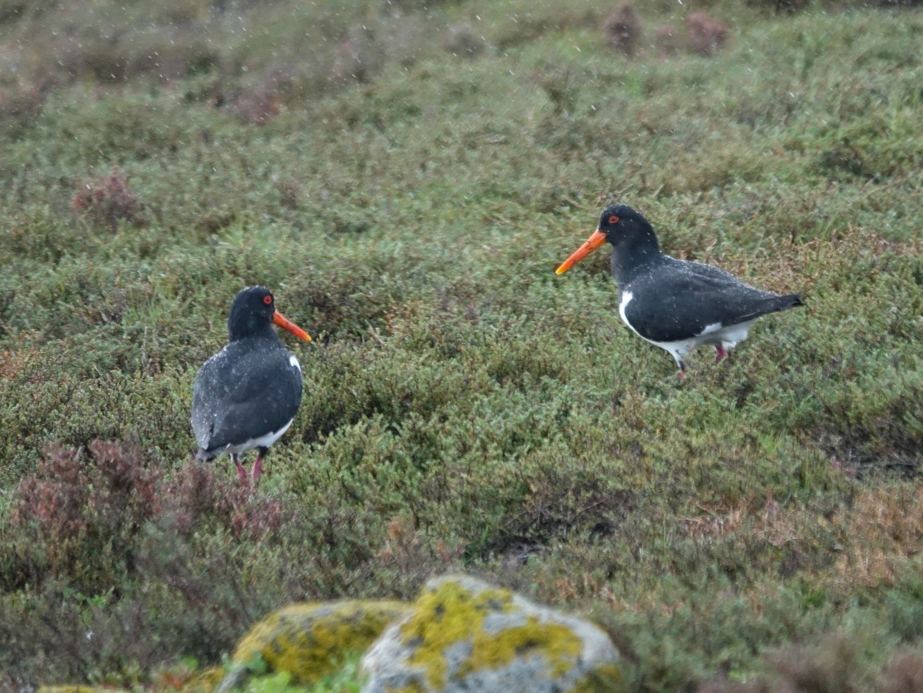 Image of Australian Pied Oystercatcher