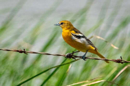 Image of Baltimore Oriole