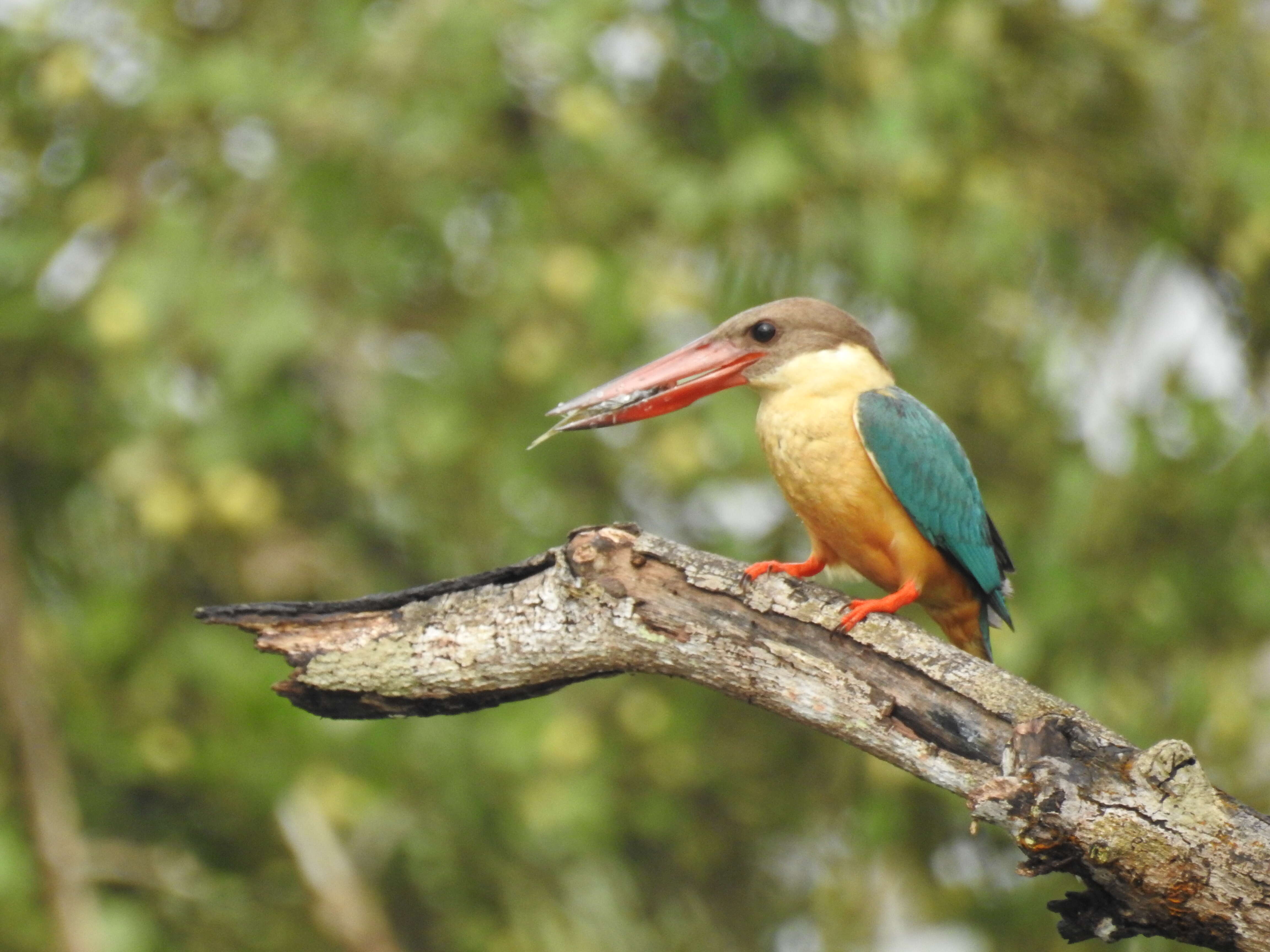 Image of Stork-billed Kingfisher