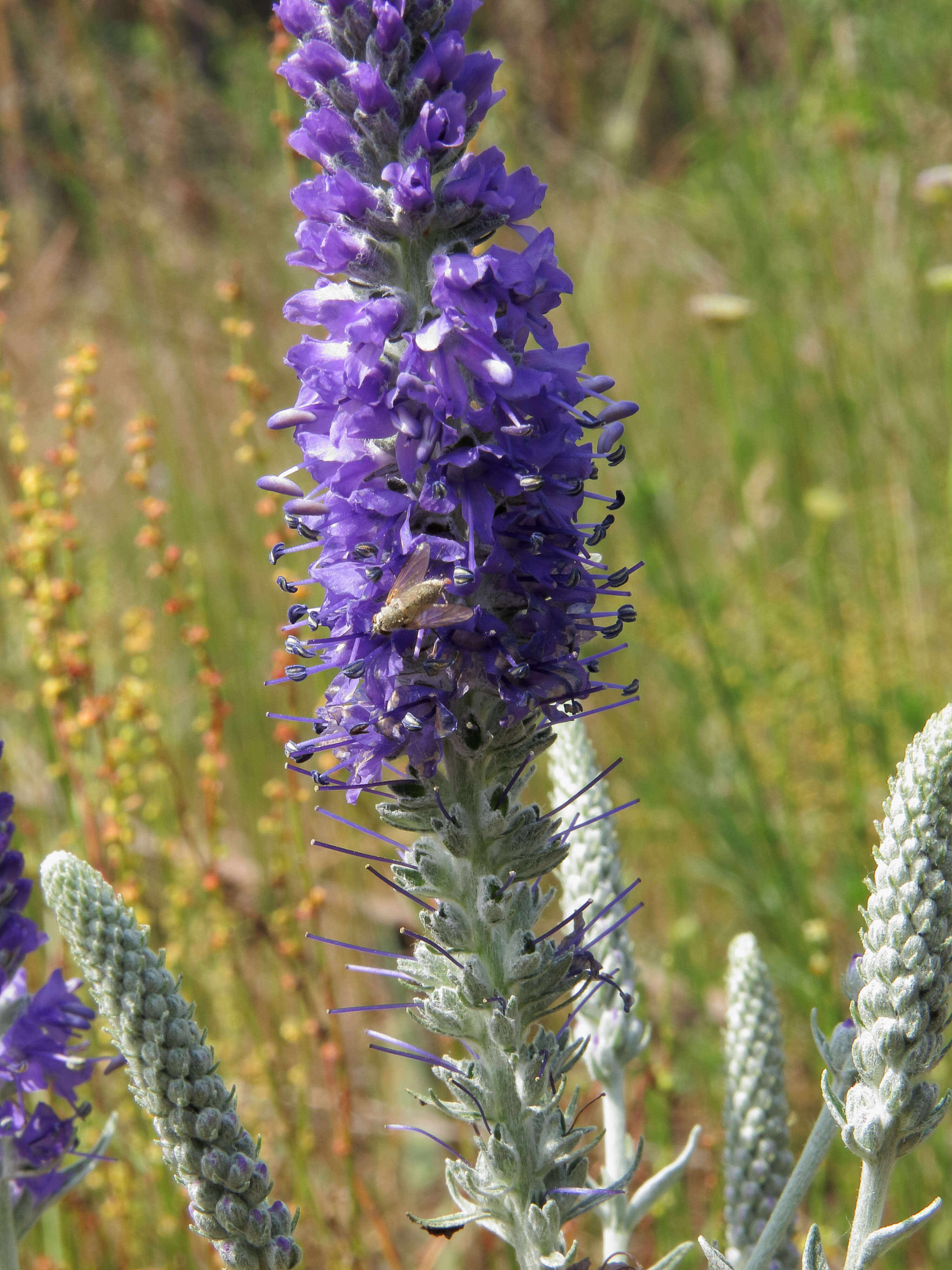 Image of Veronica incana L.