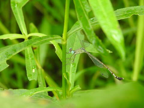 Image of Platylestes platystylus (Rambur 1842)