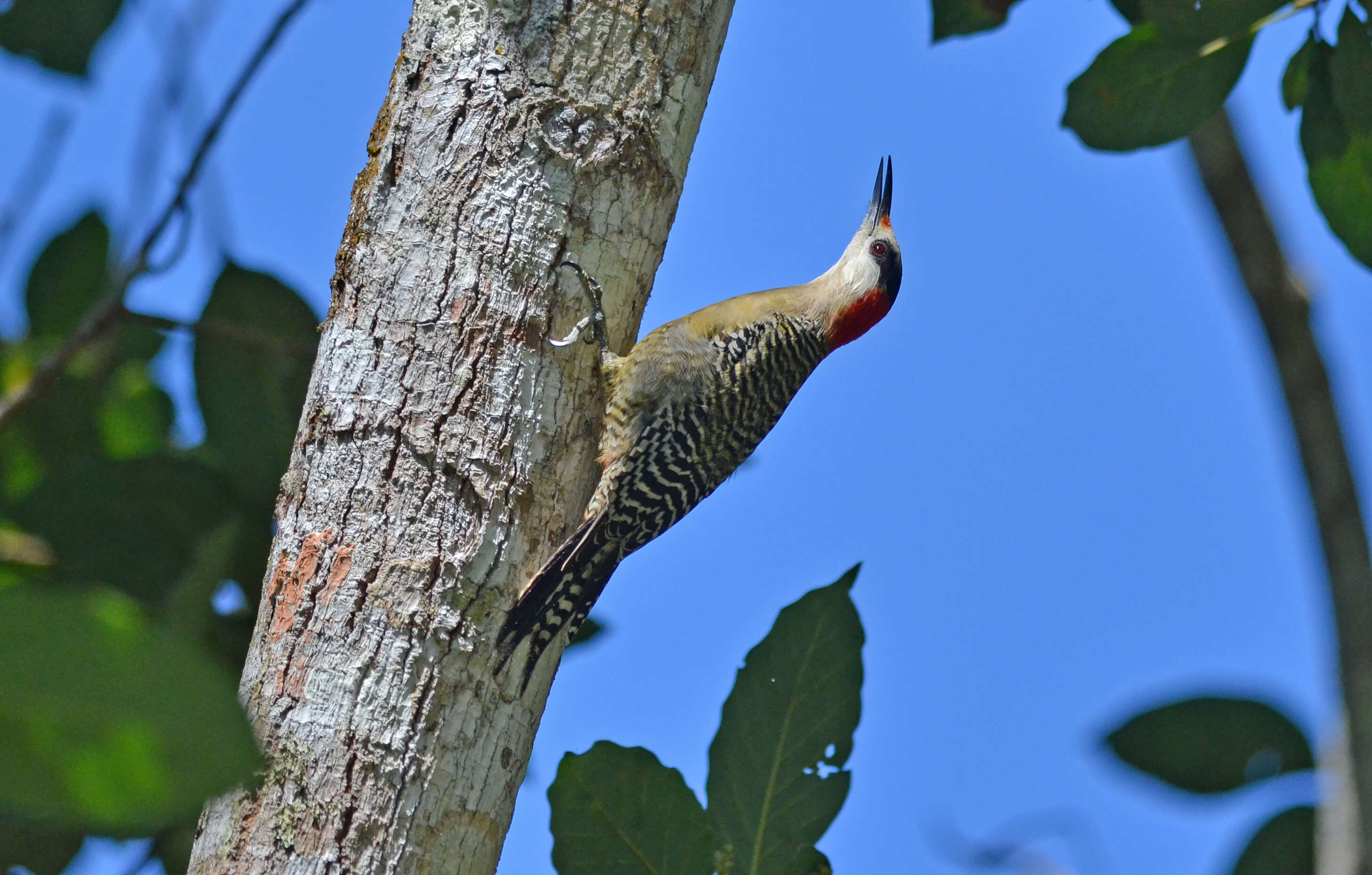 Image of West Indian Woodpecker