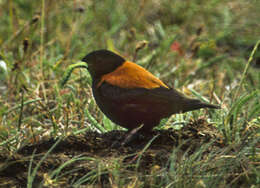 Image of Andean Negrito