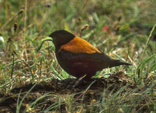 Image of Andean Negrito