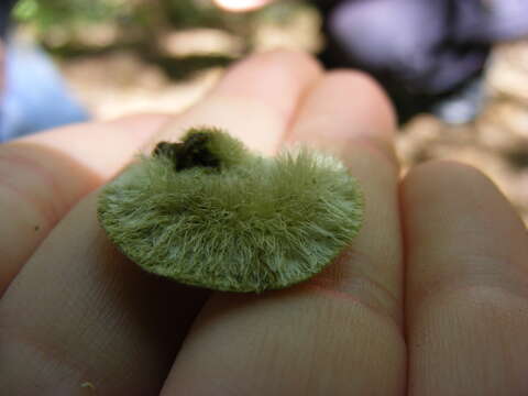 Trametes hirsuta (Wulfen) Lloyd 1924 resmi