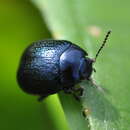 Image of Chrysolina haemoptera