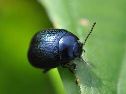 Image of Chrysolina haemoptera