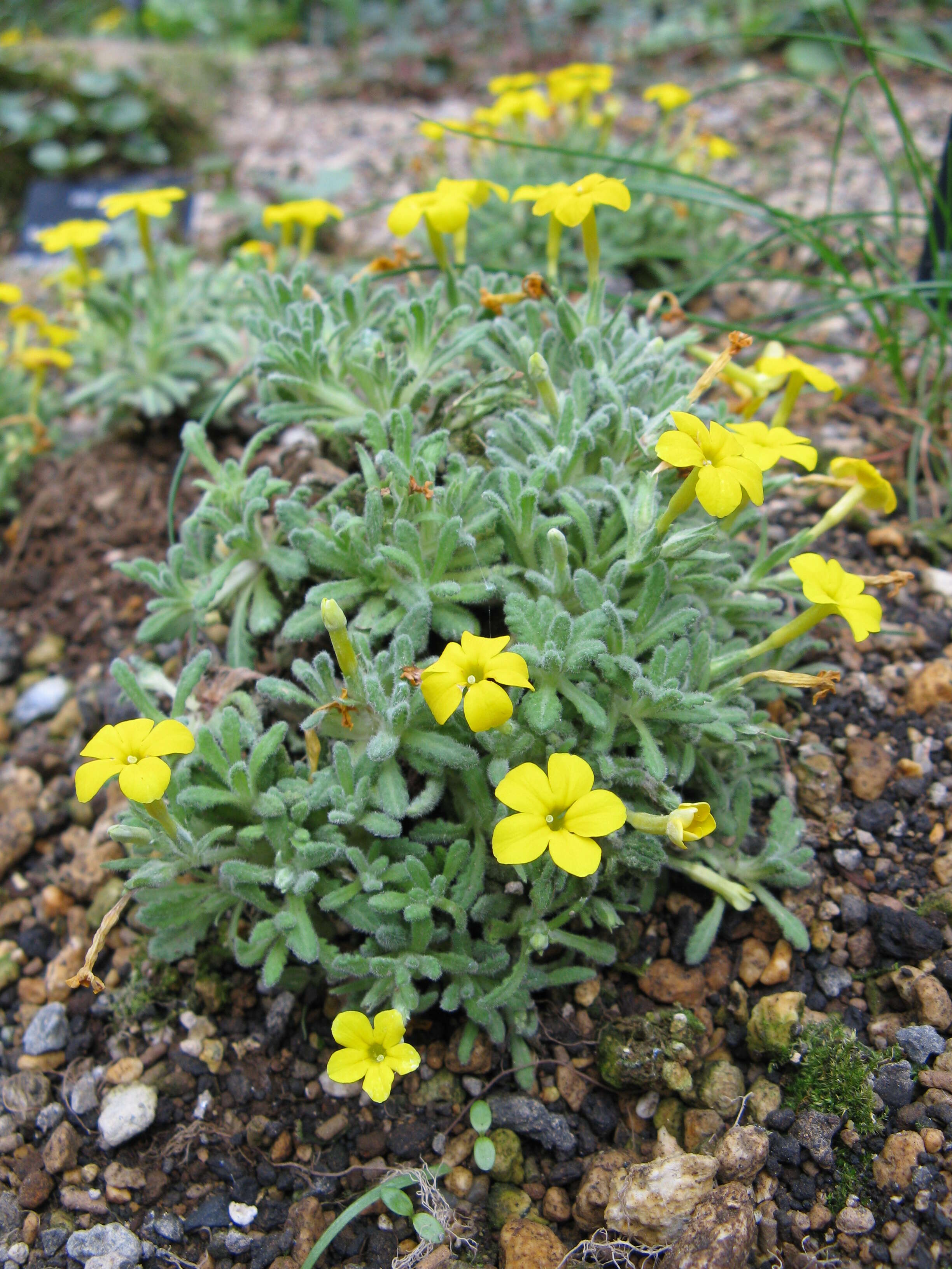 Image of Dionysia aretioides (Lehm.) Boiss.