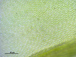 Image of antitrichia moss