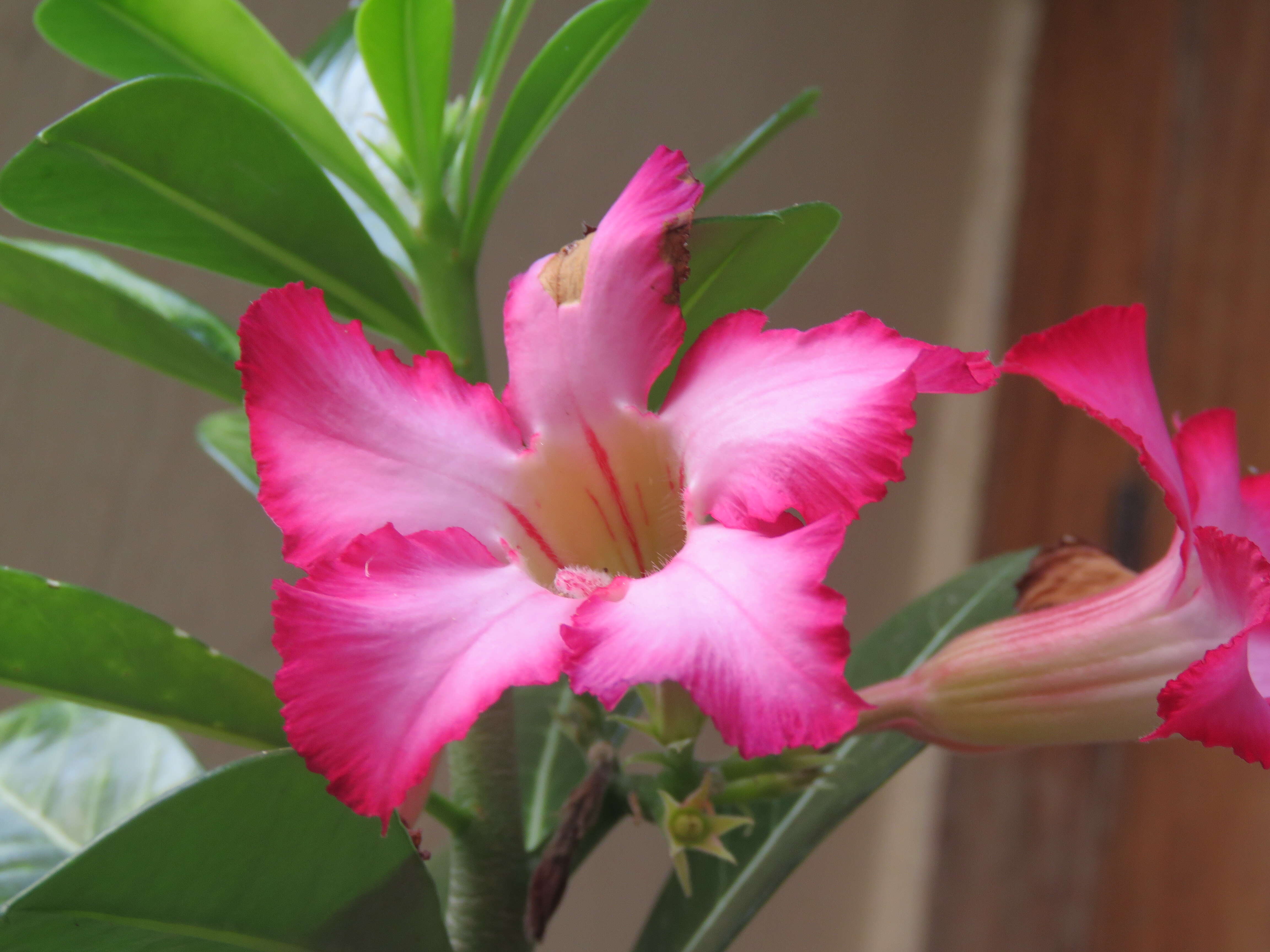 Image of Desert Rose