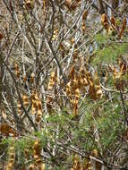 Image of woman's tongue