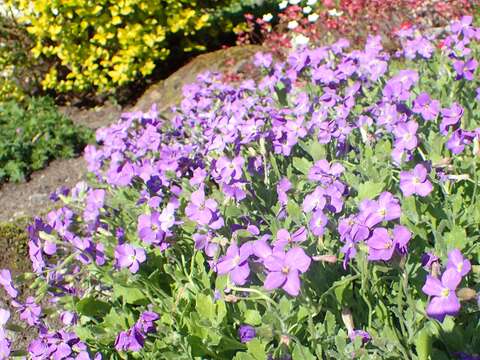 Imagem de Aubrieta libanotica Boiss.