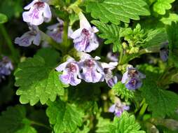 Image of Ground ivy