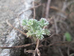 Image of field sagewort