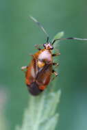 Image of red capsid bug