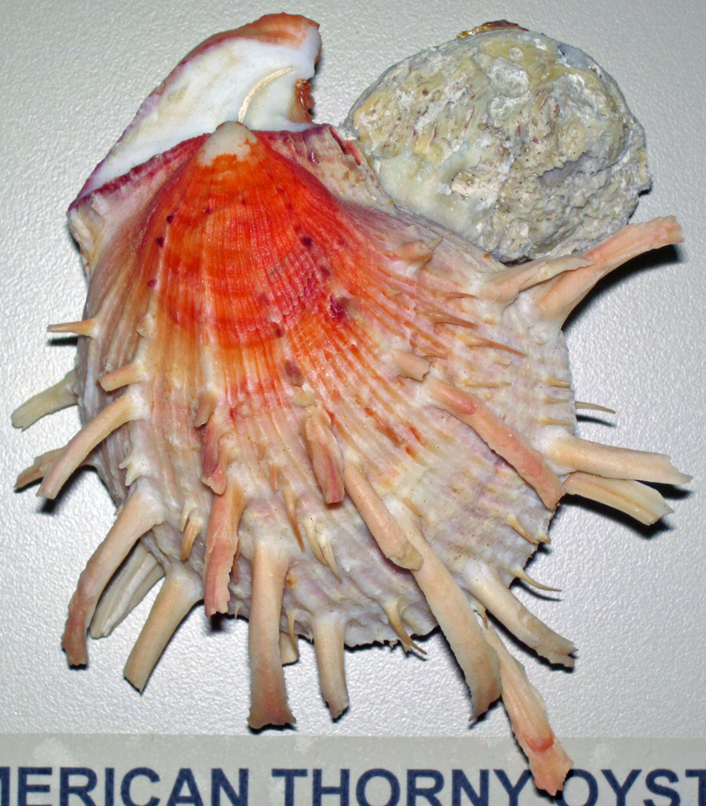 Image of American thorny oyster