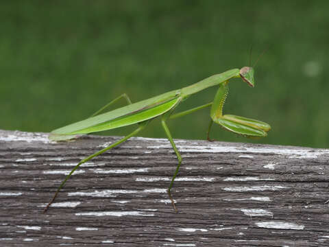 Image of Chinese mantis