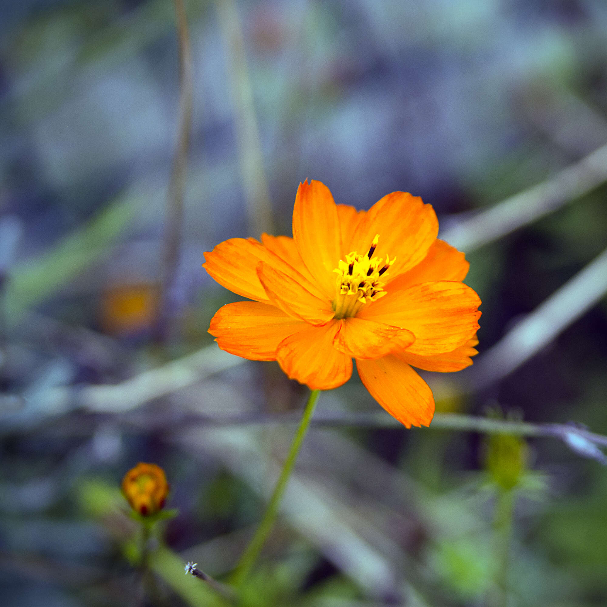 Image of sulphur cosmos