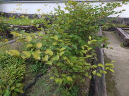 Image of Japanese Knotweed